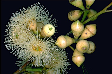 APII jpeg image of Eucalyptus paludicola  © contact APII