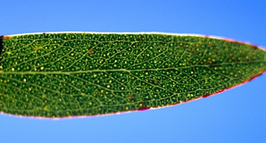 APII jpeg image of Eucalyptus parvula  © contact APII