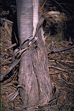 APII jpeg image of Eucalyptus brachycalyx  © contact APII