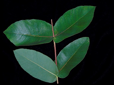 APII jpeg image of Angophora floribunda  © contact APII