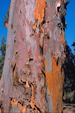 APII jpeg image of Angophora leiocarpa  © contact APII