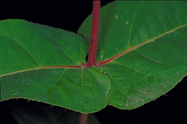 APII jpeg image of Angophora costata subsp. costata  © contact APII