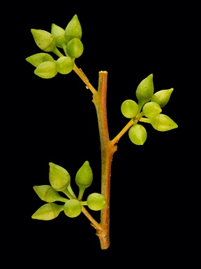 APII jpeg image of Eucalyptus camaldulensis subsp. obtusa  © contact APII