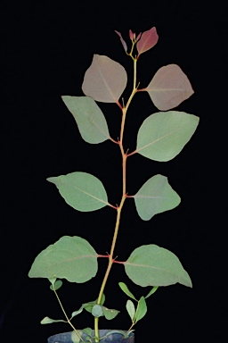 APII jpeg image of Eucalyptus flindersii  © contact APII