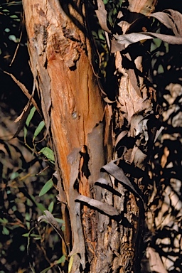 APII jpeg image of Eucalyptus foecunda  © contact APII