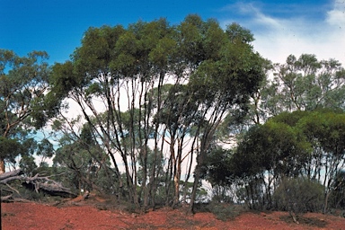 APII jpeg image of Eucalyptus arachnaea subsp. arachnaea  © contact APII