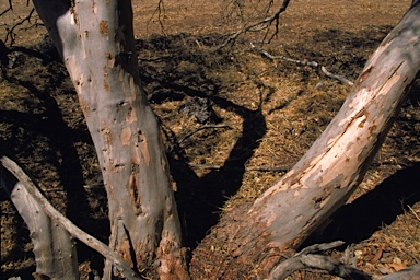 APII jpeg image of Eucalyptus annuliformis  © contact APII