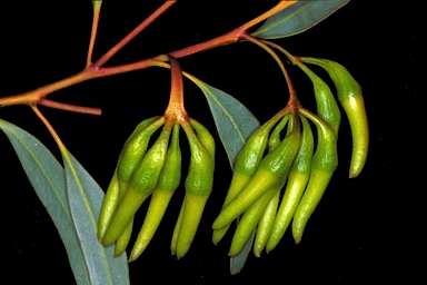 APII jpeg image of Eucalyptus aspratilis  © contact APII