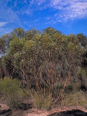 APII jpeg image of Eucalyptus aspratilis  © contact APII