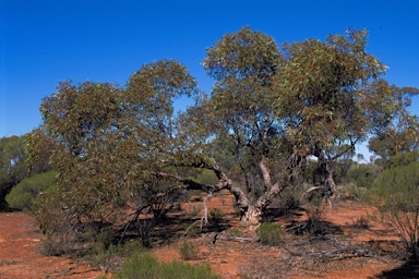 APII jpeg image of Eucalyptus brachycorys  © contact APII