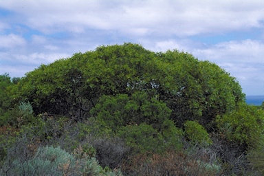 APII jpeg image of Eucalyptus calcicola  © contact APII