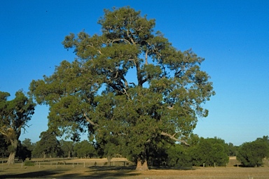 APII jpeg image of Corymbia calophylla  © contact APII