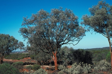 APII jpeg image of Eucalyptus campaspe  © contact APII