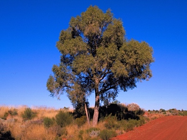 APII jpeg image of Corymbia chippendalei  © contact APII