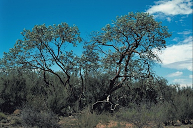 APII jpeg image of Eucalyptus crucis  © contact APII