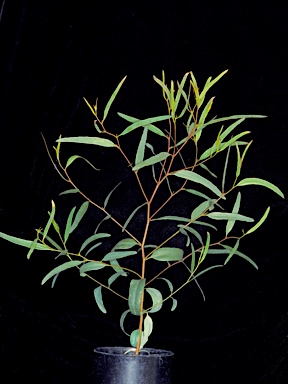 APII jpeg image of Eucalyptus densa subsp. densa  © contact APII