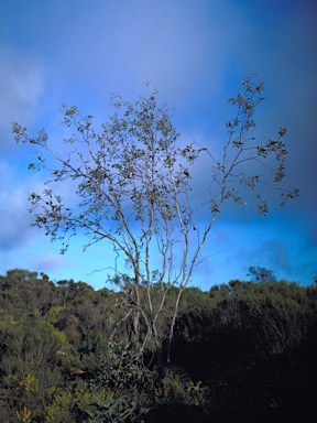 APII jpeg image of Eucalyptus desmondensis  © contact APII