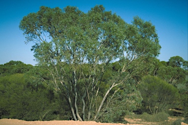 APII jpeg image of Eucalyptus diversifolia subsp. diversifolia  © contact APII