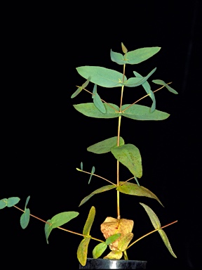 APII jpeg image of Eucalyptus diversifolia subsp. hesperia  © contact APII