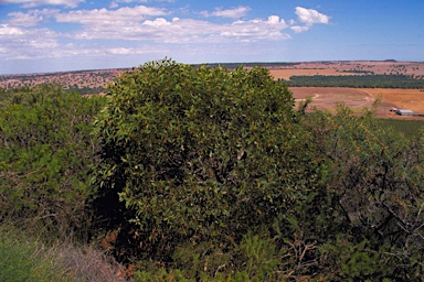 APII jpeg image of Eucalyptus dolorosa  © contact APII