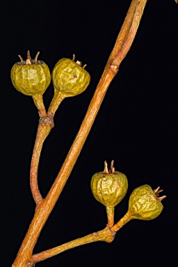 APII jpeg image of Eucalyptus eremicola subsp. eremicola  © contact APII