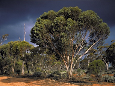 APII jpeg image of Eucalyptus eremophila  © contact APII