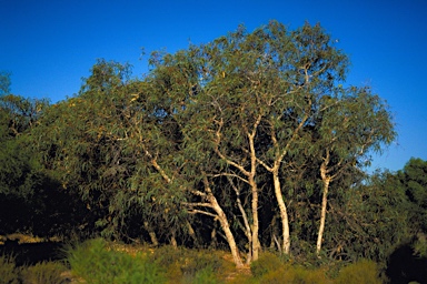 APII jpeg image of Eucalyptus erythrocorys  © contact APII