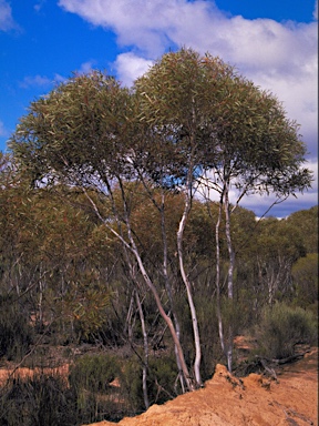 APII jpeg image of Eucalyptus exigua  © contact APII