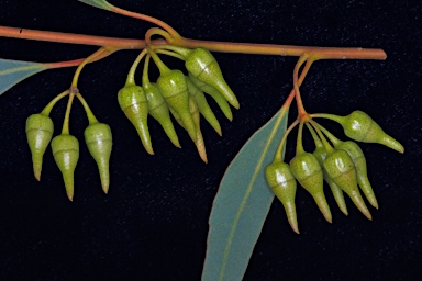 APII jpeg image of Eucalyptus falcata  © contact APII