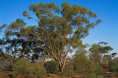 APII jpeg image of Eucalyptus flavida  © contact APII