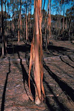 APII jpeg image of Eucalyptus georgei subsp. fulgida  © contact APII