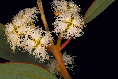 APII jpeg image of Eucalyptus gittinsii subsp. illucida  © contact APII