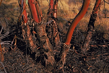 APII jpeg image of Eucalyptus glomerosa  © contact APII