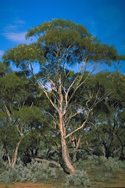 APII jpeg image of Eucalyptus gracilis  © contact APII