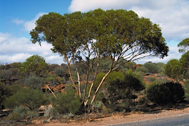 APII jpeg image of Eucalyptus griffithsii  © contact APII