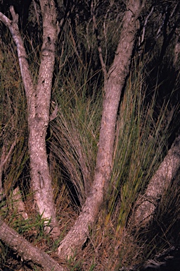 APII jpeg image of Eucalyptus halophila  © contact APII