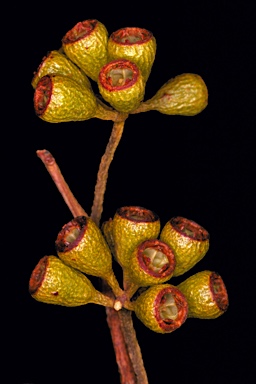 APII jpeg image of Eucalyptus hebetifolia  © contact APII