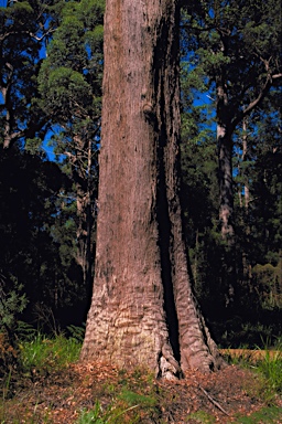 APII jpeg image of Eucalyptus jacksonii  © contact APII