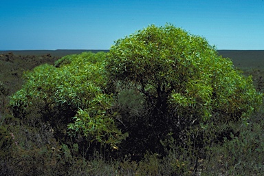 APII jpeg image of Eucalyptus johnsoniana  © contact APII