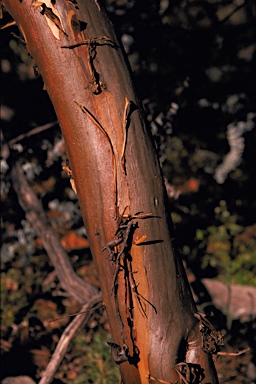 APII jpeg image of Eucalyptus kruseana  © contact APII