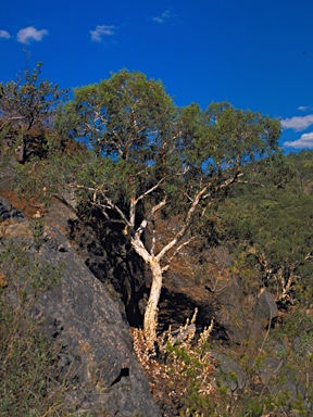 APII jpeg image of Eucalyptus laeliae  © contact APII