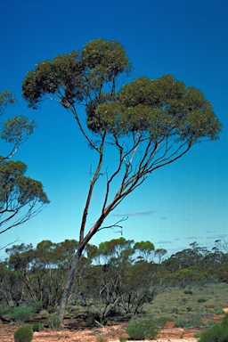 APII jpeg image of Eucalyptus laevis  © contact APII