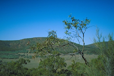 APII jpeg image of Eucalyptus lansdowneana  © contact APII