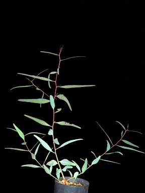 APII jpeg image of Eucalyptus aff largiflorens  © contact APII