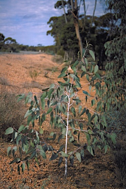 APII jpeg image of Eucalyptus lesouefii  © contact APII