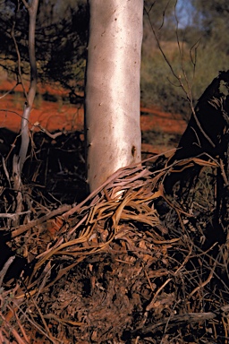 APII jpeg image of Eucalyptus lucasii  © contact APII