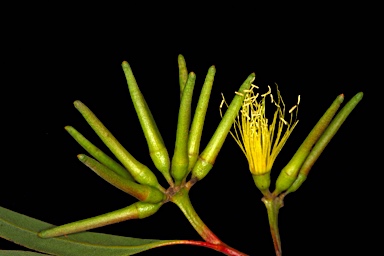 APII jpeg image of Eucalyptus macrandra  © contact APII