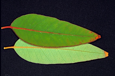 APII jpeg image of Eucalyptus marginata subsp. marginata  © contact APII