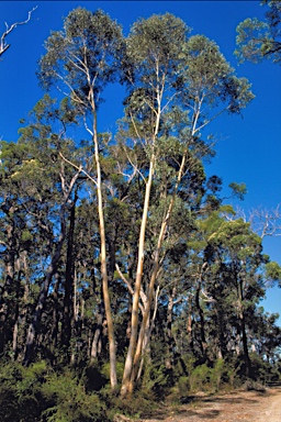 APII jpeg image of Eucalyptus megacarpa  © contact APII