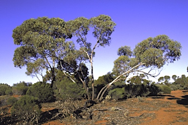 APII jpeg image of Eucalyptus moderata  © contact APII